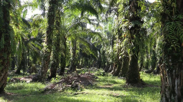 Oil Palm Trees Oil Palm Smallholder Plantations — Stock Photo, Image