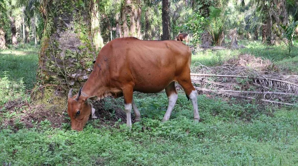 Ινδονήσιες Τοπικές Αγελάδες Που Αναζητούν Τροφή — Φωτογραφία Αρχείου