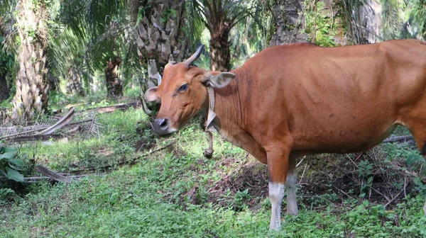 Індонезійські Місцеві Корови Шукають Їжу — стокове фото