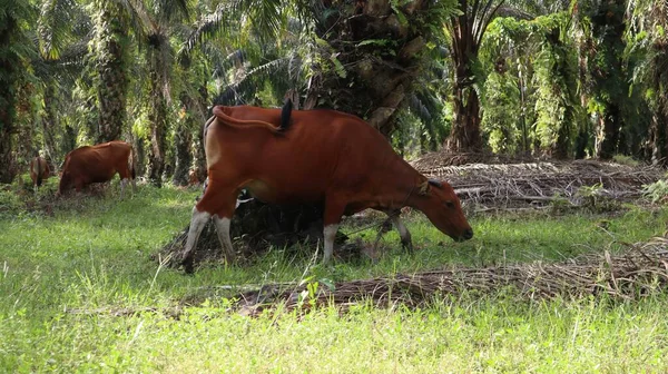 Indonesian local cows looking for food