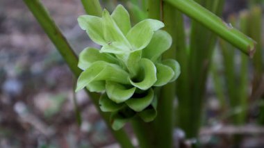 Siyah Temu çiçeği (Curcuma aeruginosa Rox.) Zingiberacea kabilesinden bir bitki türüdür. Doğumdan sonra iştahın artması, doğum sonrası temizlik, öksürük, nefes darlığı ve deri hastalıkları gibi özelliklere sahiptir..