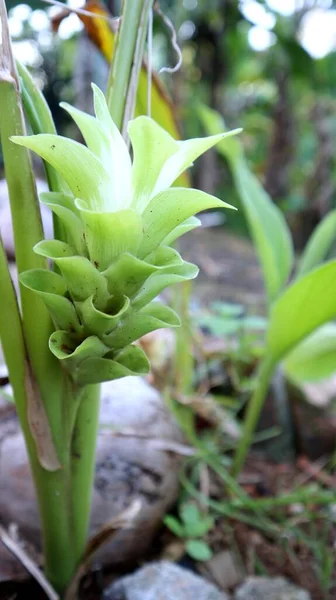 Black Temu flower (Curcuma aeruginosa Rox.) is a type of herb from the Zingiberacea tribe, which has properties such as increasing appetite, cleansing after giving birth, coughing up phlegm, shortness of breath, and skin diseases.