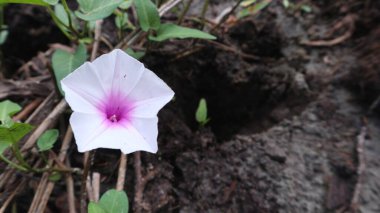 Beyaz Ipomoea Aquatica Bataklık bölgesinde açan Forsk çiçekleri