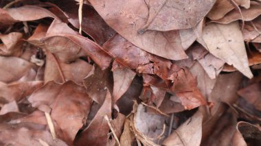 Ölü, kuru yapraklar koleksiyonu.                   