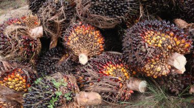 Hurma ağacı hasadından sonra, yağ ve zeytin tomurcukları toplayıp