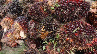 Hurma ağacı hasadından sonra, yağ ve zeytin tomurcukları toplayıp