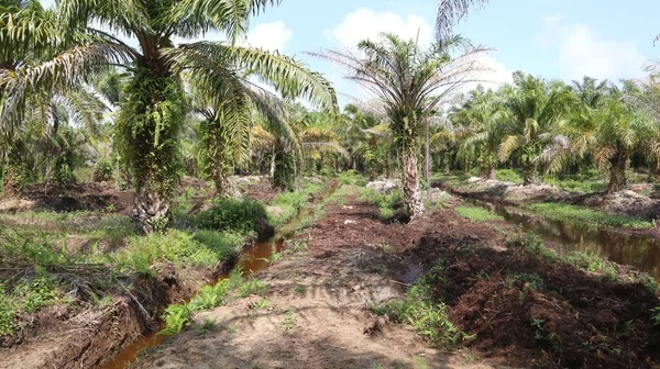 oil palm plantations and water irrigation in oil palm plantation fields
