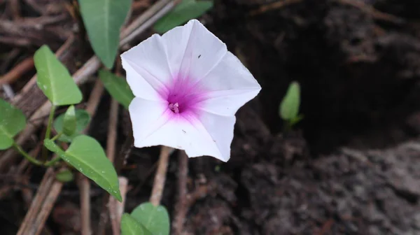 Λευκά Λουλούδια Ipomoea Aquatica Forsk Ανθίζουν Μια Περιοχή Βάλτο — Φωτογραφία Αρχείου