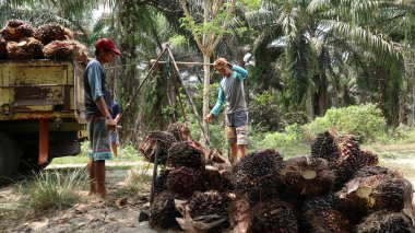 Bengkulu, Endonezya. 15 Ekim 2023: Yağ palmiyesi çiftçileri palmiye yağı tartıyorlar