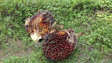 Hurma ağacından koparılmış meyve.