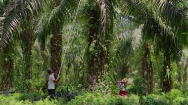 Bengkulu, Endonezya - 24 Aralık 2023: Petrol palmiye çiftçileri, palmiye yağı toplamak için özel araçlar kullanarak ağaçlarından yağ palmiyesi topluyor