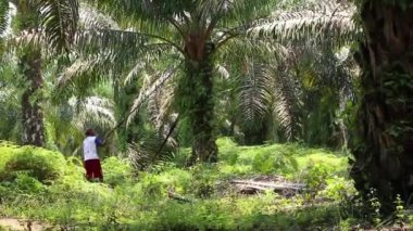 Bengkulu, Endonezya - 24 Aralık 2023: Petrol palmiye çiftçileri, palmiye yağı toplamak için özel araçlar kullanarak ağaçlarından yağ palmiyesi topluyor