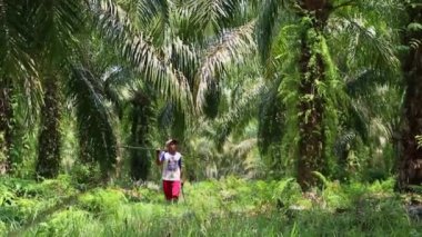 Bengkulu, Endonezya - 24 Aralık 2023: Petrol palmiye çiftçileri, palmiye yağı toplamak için özel araçlar kullanarak ağaçlarından yağ palmiyesi topluyor