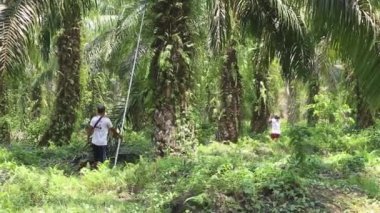 Bengkulu, Endonezya - 24 Aralık 2023: Petrol palmiye çiftçileri, palmiye yağı toplamak için özel araçlar kullanarak ağaçlarından yağ palmiyesi topluyor