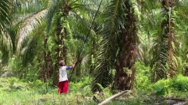 Bengkulu, Endonezya - 24 Aralık 2023: Petrol palmiye çiftçileri, palmiye yağı toplamak için özel araçlar kullanarak ağaçlarından yağ palmiyesi topluyor