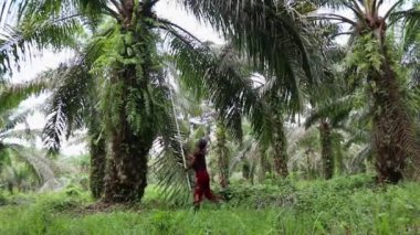 Bengkulu, Endonezya - 24 Aralık 2023: Petrol palmiye çiftçileri, palmiye yağı toplamak için özel araçlar kullanarak ağaçlarından yağ palmiyesi topluyor
