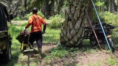 Bengkulu, Endonezya - 24 Aralık 2023: Palmiye çiftçileri el arabaları kullanarak palmiye yağı taşıyorlar