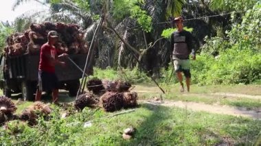 Bengkulu, Endonezya - 24 Aralık 2023: Palmiye yağı çiftçilerinin faaliyetleri koleksiyonculara satmak için palmiye yağı hasadını tartıyor