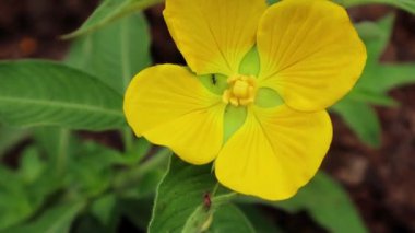 Ludwigia Peruviana güzel sarı çiçekler karıncalar tarafından tozlaştırılıyor.