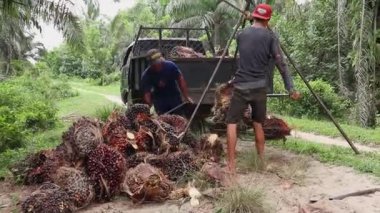 Bengkulu, Endonezya - 24 Aralık 2023: Palmiye yağı çiftçilerinin faaliyetleri koleksiyonculara satmak için palmiye yağı hasadını tartıyor