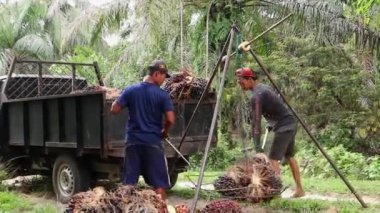 Bengkulu, Endonezya - 24 Aralık 2023: Palmiye yağı çiftçilerinin faaliyetleri koleksiyonculara satmak için palmiye yağı hasadını tartıyor