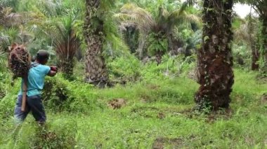 Bengkulu, Endonezya - 12 Aralık 2023: Palmiye yağı çiftçilerinin faaliyetleri palmiye yağı taşımak için özel araçlarla palmiye meyvelerini toplayıp taşıyorlar