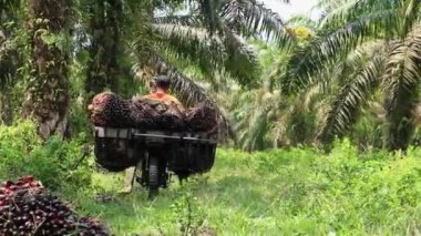 Bengkulu, Endonezya - 24 Aralık 2023: Yağ palmiyesi çiftçileri daha sonra koleksiyoncular ve fabrikalara satmak üzere palmiye yağı meyvelerini tartıyorlar