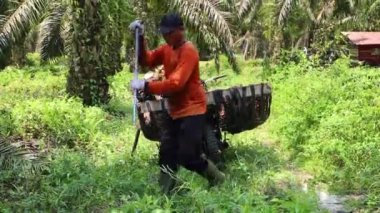 Bengkulu, Endonezya - 12 Şubat 2023: Palmiye yağı hasat eden, palmiye yağı taşıyan ve palmiye yağı taşıyan petrol çiftçilerinin faaliyetleri