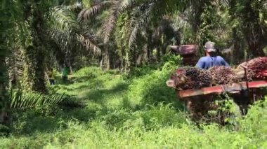 Bengkulu, Endonezya - 12 Şubat 2023: Palmiye yağı hasat eden, palmiye yağı taşıyan ve palmiye yağı taşıyan petrol çiftçilerinin faaliyetleri
