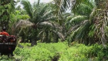 Bengkulu, Endonezya - 12 Şubat 2023: Palmiye yağı hasat eden, palmiye yağı taşıyan ve palmiye yağı taşıyan petrol çiftçilerinin faaliyetleri