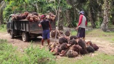 Bengkulu, Endonezya - 24 Aralık 2023: Yağ palmiyesi çiftçileri daha sonra koleksiyoncular ve fabrikalara satmak üzere palmiye yağı meyvelerini tartıyorlar