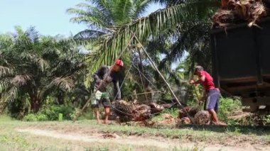 Bengkulu, Endonezya - 24 Aralık 2023: Yağ palmiyesi çiftçileri daha sonra koleksiyoncular ve fabrikalara satmak üzere palmiye yağı meyvelerini tartıyorlar
