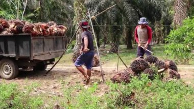 Bengkulu, Endonezya - 24 Aralık 2023: Yağ palmiyesi çiftçileri daha sonra koleksiyoncular ve fabrikalara satmak üzere palmiye yağı meyvelerini tartıyorlar