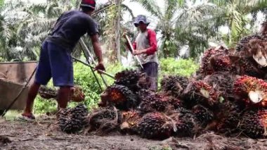Bengkulu, Endonezya - 24 Aralık 2023: Yağ palmiyesi çiftçileri daha sonra koleksiyoncular ve fabrikalara satmak üzere palmiye yağı meyvelerini tartıyorlar