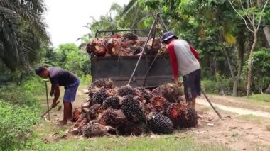 Bengkulu, Endonezya - 24 Aralık 2023: Yağ palmiyesi çiftçileri daha sonra koleksiyoncular ve fabrikalara satmak üzere palmiye yağı meyvelerini tartıyorlar