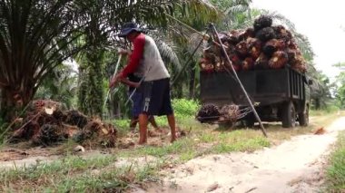 Bengkulu, Endonezya - 24 Aralık 2023: Yağ palmiyesi çiftçileri daha sonra koleksiyoncular ve fabrikalara satmak üzere palmiye yağı meyvelerini tartıyorlar