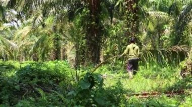 Bengkulu, Endonezya - 29 Ekim 2023: Yağ palmiyesi çiftçileri hasat sonrası palmiye yapraklarını taşıyor ve topluyorlar