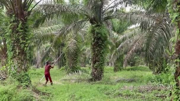 Bengkulu Indonezja Grudnia 2023 Hodowcy Palmy Olejowej Zbierają Owoce Palmy — Wideo stockowe