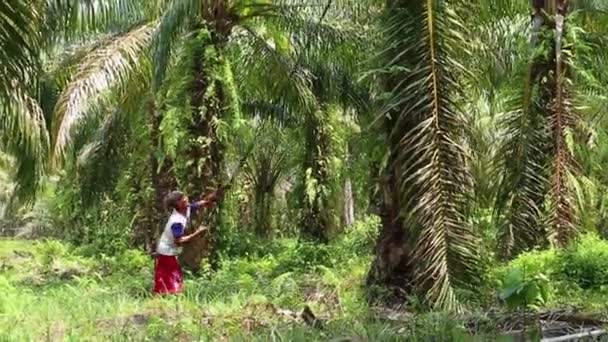 Μπενγκκούλου Ινδονησία Δεκεμβρίου 2023 Ελαιοκαλλιεργητές Συλλέγουν Καρπούς Φοινίκων Από Δέντρα — Αρχείο Βίντεο