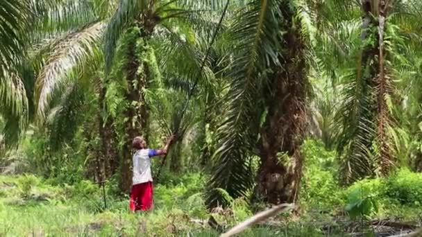 Bengkulu Indonezja Grudnia 2023 Hodowcy Palmy Olejowej Zbierają Owoce Palmy — Wideo stockowe