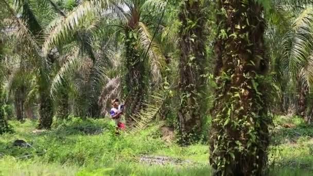 インドネシアのブルジュル 2023年12月24日 オイルパーム農家は 油パームを収穫するための特別なツールを使用して木から油パームフルーツを収穫しています — ストック動画