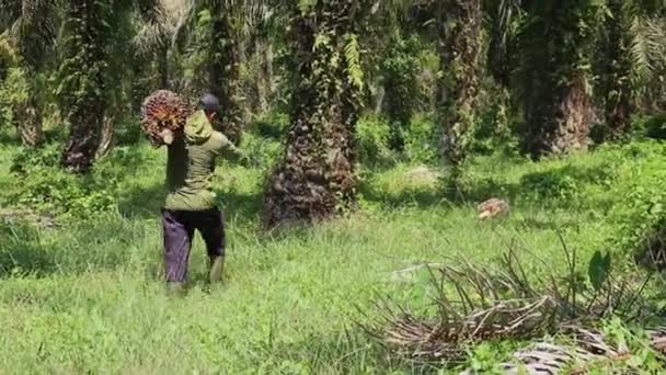 Bengkulu Indonesië December 2023 Palmolieboeren Oogsten Dragen Palmolie Met Speciaal — Stockvideo