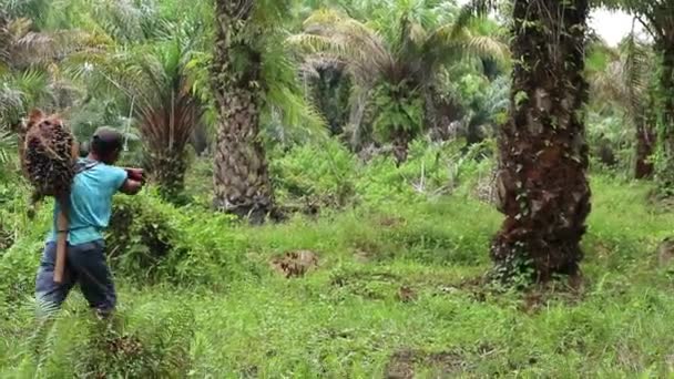 Bengkulu Indonesië December 2023 Palmolieboeren Oogsten Dragen Palmolie Met Speciaal — Stockvideo