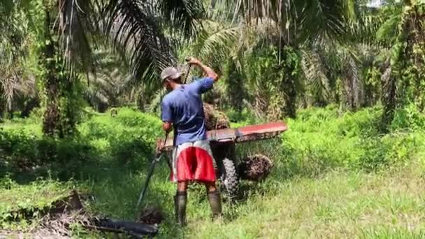 Bengkulu Indonesië December 2023 Activiteiten Van Oliepalmboeren Die Palmolie Oogsten — Stockvideo