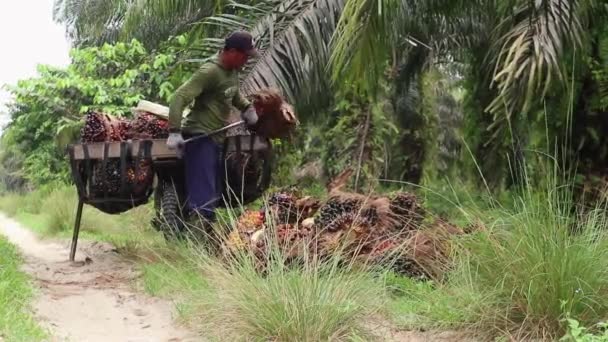 Bengkulu Indonesia December 2023 Palm Oil Farmer Activities Harvesting Unloading — Stock Video