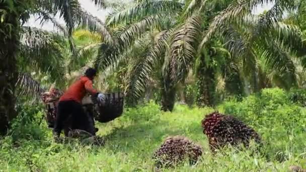 インドネシアのブルジュル 12月2023 パーム油を収穫し パーム油を輸送し パーム油を運ぶ油田の活動 — ストック動画