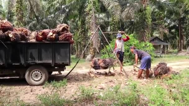 Bengkulu Ινδονησία Δεκεμβρίου 2023 Ελαιοπαραγωγοί Που Ζυγίζουν Καρπούς Φοινικέλαιου Για — Αρχείο Βίντεο