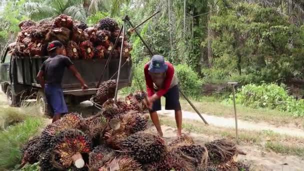 Bengkulu Ινδονησία Δεκεμβρίου 2023 Ελαιοπαραγωγοί Που Ζυγίζουν Καρπούς Φοινικέλαιου Για — Αρχείο Βίντεο