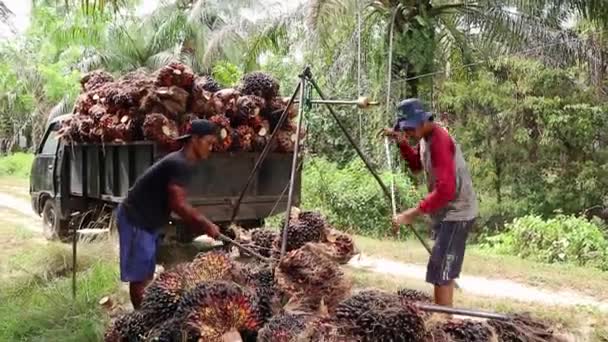 Bengkulu Indonesië December 2023 Oliepalmboeren Met Palmolie Voor Latere Verkoop — Stockvideo