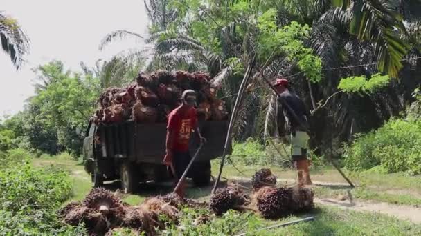 Bengkulu Indonesia Diciembre 2023 Los Agricultores Palma Aceitera Pesan Frutos — Vídeo de stock